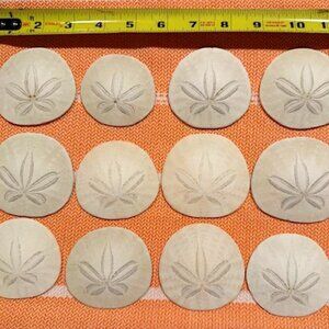 15 Natural Sand Dollars 2–3” | Coastal Beach Decor Seashells